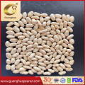 Hot Sales 2021 New Crop Blanched Peanut Kernels